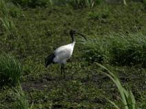 IMG_7397 Ibis sacr�
