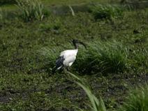 IMG_7398 Ibis sacr�