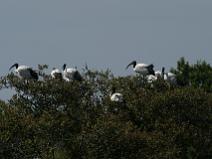 IMG_7411 Ibis sacr�