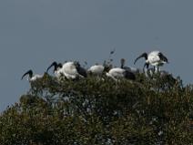 IMG_7430 Ibis sacr�