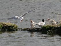 IMG_5897 Sterne pierregarin qui nourit ses petits