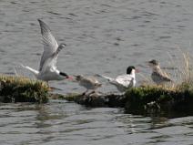 IMG_5901 Sterne pierregarin qui nourit ses petits