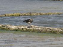 IMG_6589 Vanneau hupp�