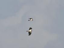 IMG_6603 Vaneau hupp�