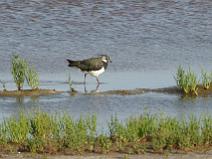 IMG_6698 Vanneau Hupp�, plumage nuptial