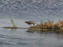 IMG_6817 Vanneau Hupp�