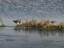 IMG_6820 Vanneau Hupp�, et devant une cisticole des joncs