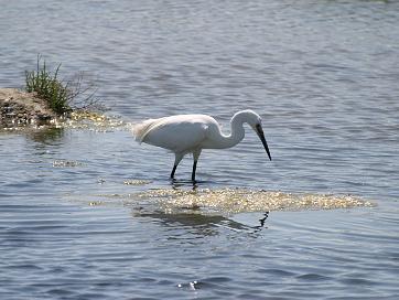 Aigrette
