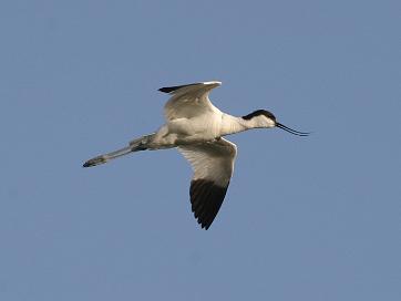 Avocette