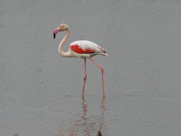 Flamant Rose