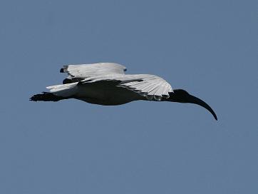 Ibis
