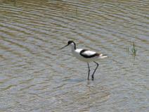 IMG_7798 Avocette �l�gante dans les marais