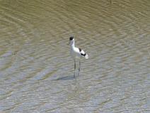 IMG_7823 Avocette �l�gante dans les marais