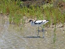 IMG_7825 Avocette �l�gante dans les marais