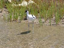 IMG_7828 Avocette �l�gante dans les marais