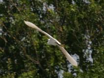IMG_7859 Aigrette Garzette