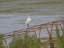 IMG_7915 Aigrette Garzette