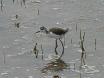 IMG_7931 Jeune Echasse Blanche dans les marais