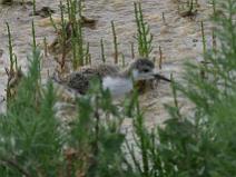 IMG_7935 Jeune Echasse Blanche dans les marais