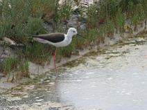 IMG_7940 Echasse Blanche