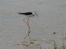 IMG_7954 Echasse Blanche