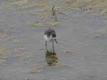 IMG_7959 Echasse Blanche