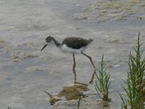 IMG_7965 Echasse Blanche