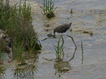 IMG_7969 Echasse Blanche