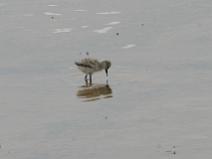 IMG_7973 Jeune Avocette �l�gante dans les marais
