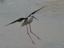 IMG_7981 Echasse Blanche