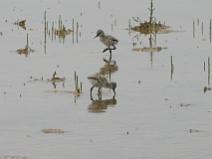 IMG_8003 Jeune Avocette �l�gante dans les marais
