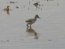 IMG_8005 Jeune Avocette �l�gante dans les marais