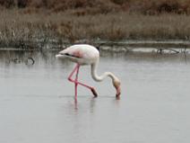 Camargue 005 Flamant rose