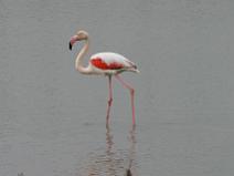 Camargue 021 Flamant rose