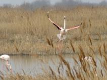 Camargue 025 Flamant rose
