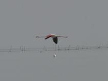 Camargue 033 Flamant rose