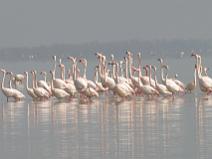 Camargue 054 Flamant rose