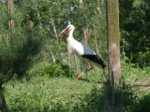 118_1848 La Cigogne Blanche pr�pare son nid