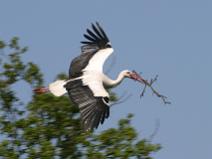 118_1849 Travail sur le nid