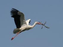 118_1850 Cigogne Blanche