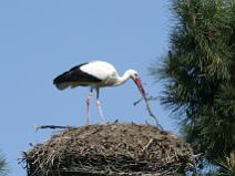 118_1851 Cigogne Blanche