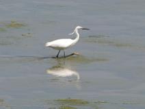 119_1942 Aigrette Garzette