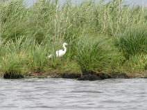 IMG_5775 Aigrette Garzette