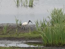 IMG_7234 Ibis sacr� d'Egypte