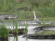 IMG_7257 H�ron cendr�