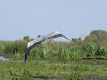 IMG_7347 H�ron Cendr�