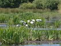 IMG_7354 Ibis sacr�s dans le marais de bri�re