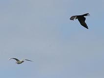img_5770 Milan qui surveille attentivement une Mouette, Garre � tes fesses ....