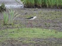 img_7253 Echasse Blanche