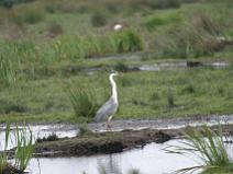 img_7312 H�ron cendr�